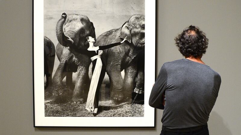 A visitor to the Whitney Museum of Art in New York City views photographer Richard Avedon’s 1955 photograph ‘Dovima with Elephants’. A photograph from the series of images is expected to fetch up to $550,000 at auction in New York on April 2nd