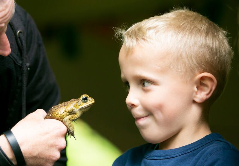 Tom McDermott (6) from Churchtown and a South American toad in the Kaleidoscope festival's Critter Shed tent. Photograph: Gareth Chaney/ Collins Photos