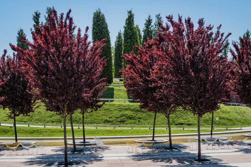 Prunus cerasifera. Photograph: Alexander Denisenko/Getty