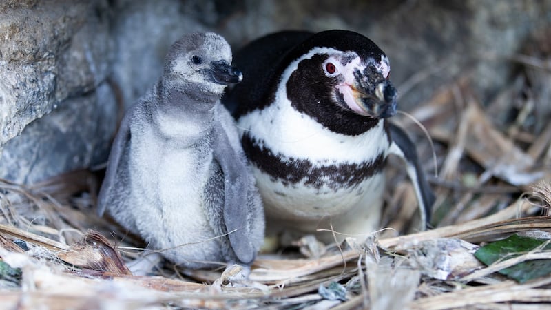 Dublin Zoo  celebrated in March its first penguin chicks hatching  since 2013.