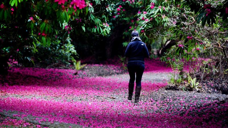 A visitor in the National Botanic Garden Kilmacurragh, Co Wicklow where the Rhododendron are in full flower.Photograph: Cyril Byrne