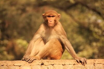 A rhesus macaque in the street in New Delhi. File photograph: iStock