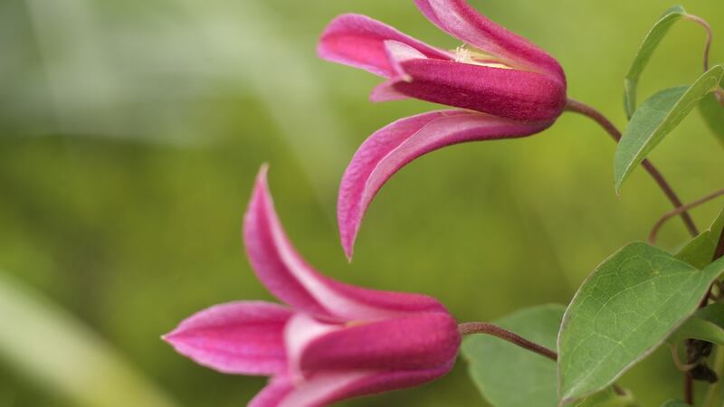 Clematis texensis ‘Princess Diana’.  Photograph:  Richard Johnston