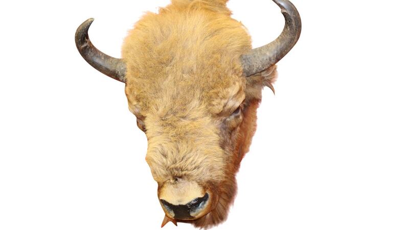 Taxidermy bison head from Bad Bobs €800-€1,200.