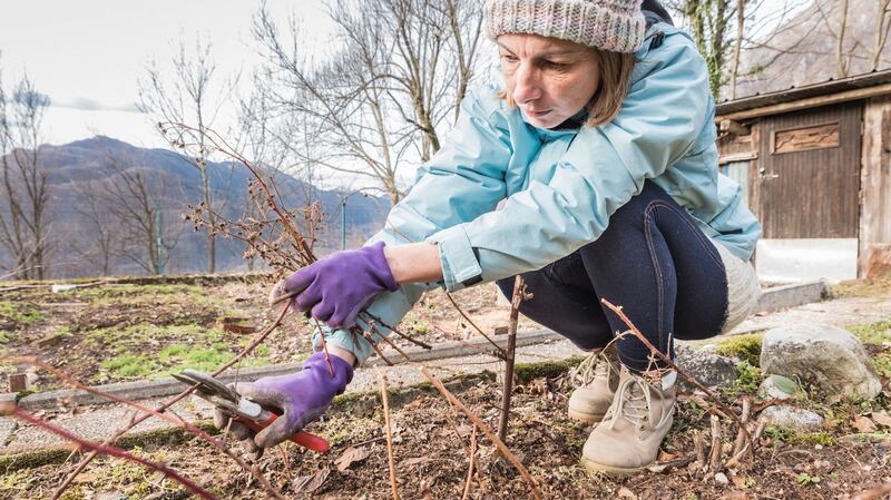 This is the time of the year to prune autumn-fruiting (primocane) varieties of raspberry: cut half the canes back to ground level and the other half to a metre above ground level to ensure a staggered harvest.