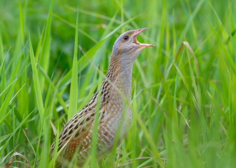 A calling male corncrake. Photograph: Corncrake LIFE project team