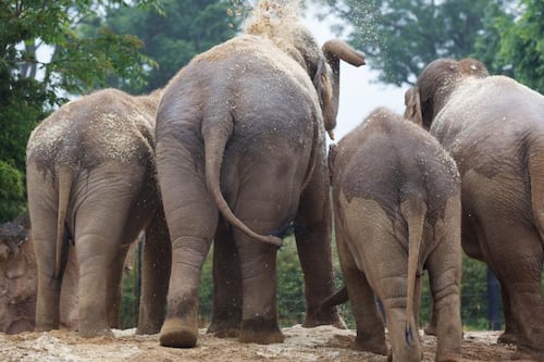Dublin Zoo seeks elephants sponsor as it awaits birth of three calves