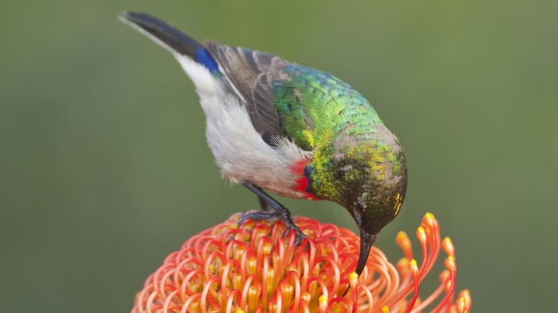 A sugarbird in Kirstenbosch Botanical Gardens in South Africa. Photograph: Getty