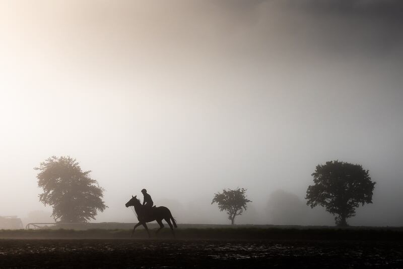 A view of Willie Mullins’ horses on the gallops at his yard in Closutton, Co Carlow. Photograph: Morgan Treacy/Inpho