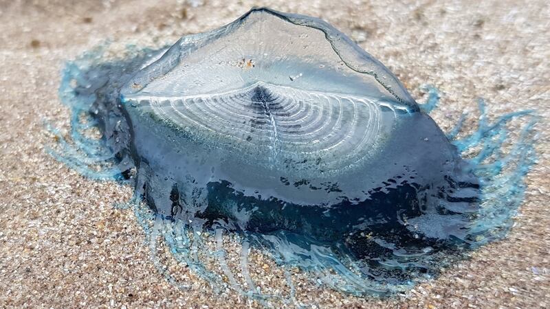 By-wind-sailor, Velella velella, a colonial jellyfish