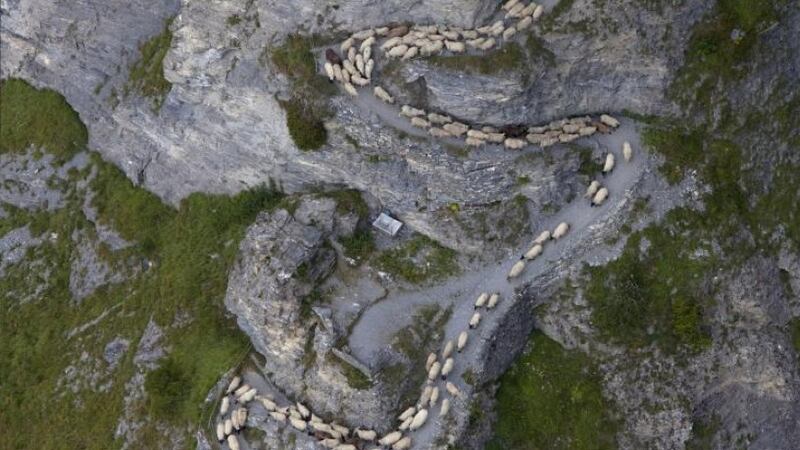 This September 10th-11th the annual Swiss Sheep Parade takes place, an awe-inspiring alpine procession from Gemmi to Leukerbad