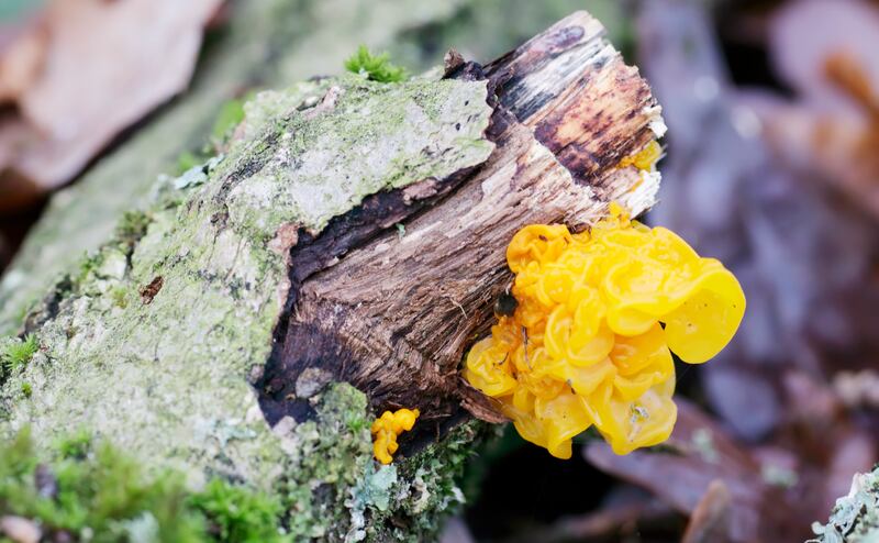 Yellow brain fungus. Photograph: iStock