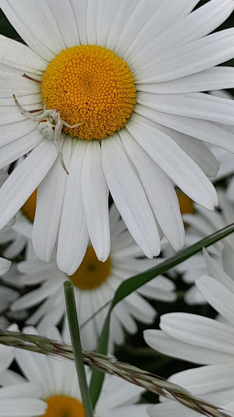 Female crab spider, Misumena vatia 