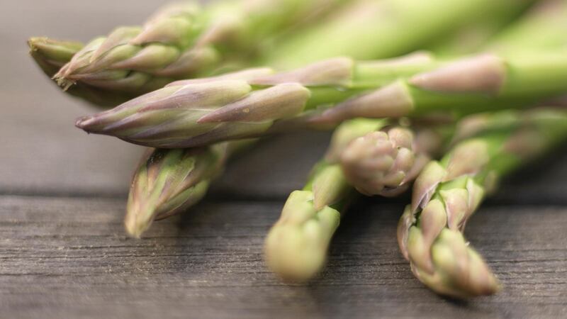 Give asparagus plants the right conditions, and they will be productive not just for several years but for several decades. Photograph: Richard Johnston