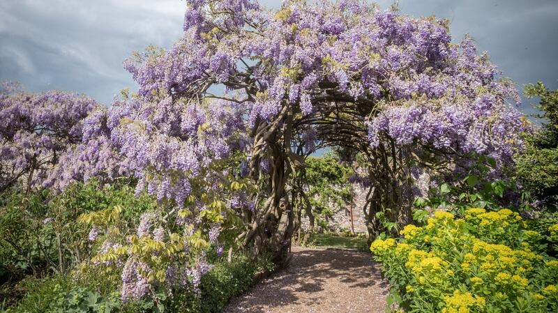 The two different species of wisteria widely available from good garden centres are Wisteria sinensis (Chinese wisteria) and Wisteria floribunda (Japanese wisteria). Photograph: Getty