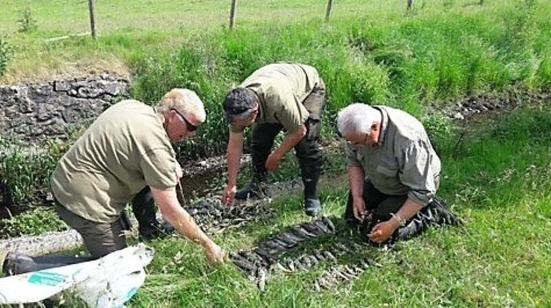 Fisheries staff assess the death toll for to fish kill on Ballygowan River at Claremorris, Co Mayo.