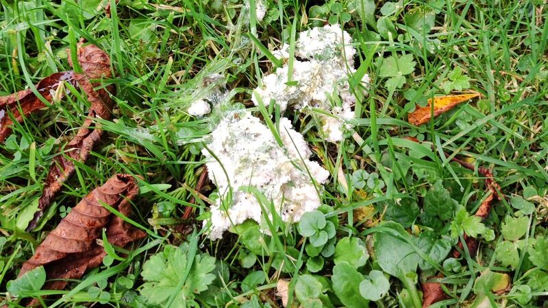 Dog sick slime mould