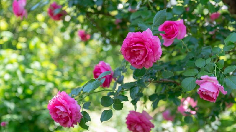 Upcoming events on Garden MasterClass YouTube Channel include a feature by Troy Scott-Smith on Old-Fashioned Roses (June 12th, 5pm-6pm).  Getty