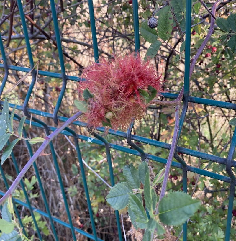 Robin’s pincushion. Photograph supplied by Declan Murray