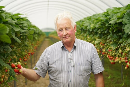 Unpredictable weather plays havoc for Ireland’s strawberry growers