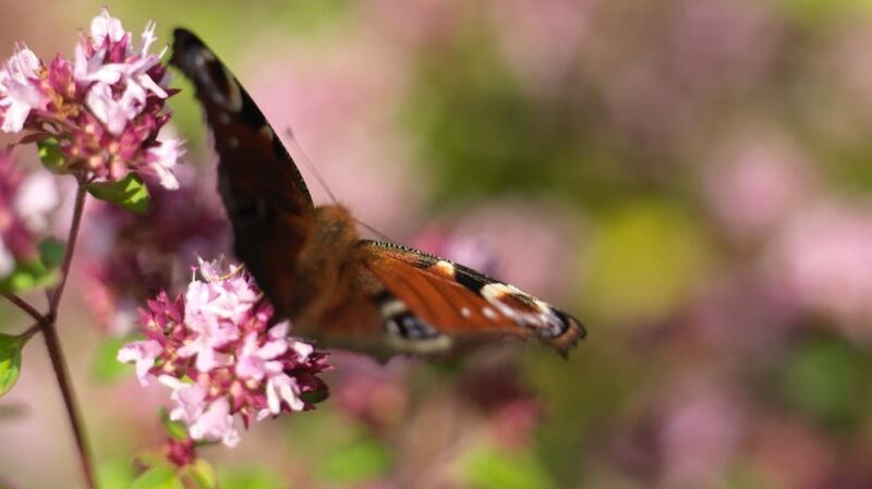 A peacock butterfly feeding on the nectar-rich flowers of oregano growing in Ashtown walled garden in the Phoenix Park. Photograph: Richard Johnston