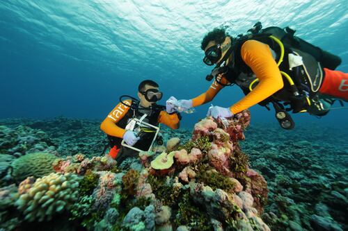 Some coral more resilient to global warming than previously thought, scientists find