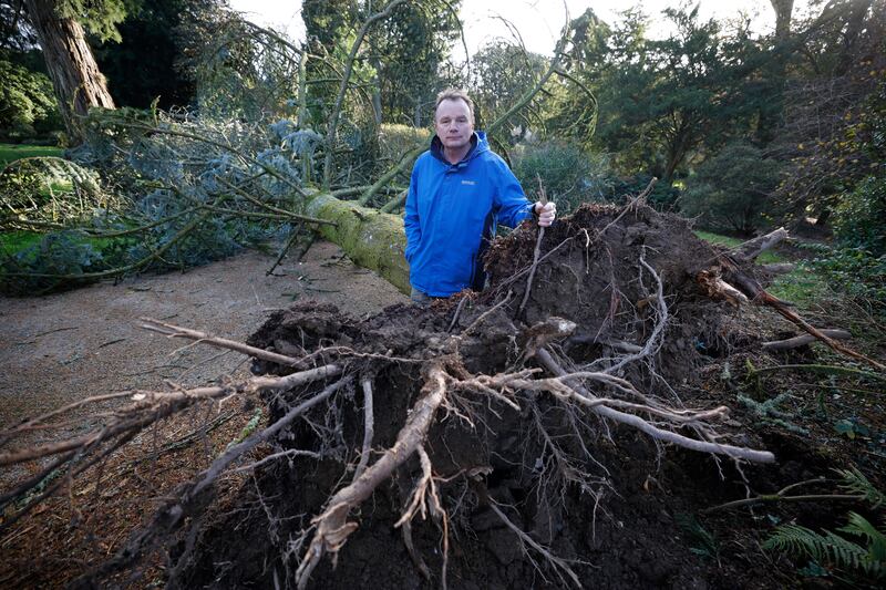 Seamus O'Brien, head gardener at the National Botanic Gardens in Kilmacurragh, Co Wicklow, inspects the damage caused by Storm Darragh. Photograph: Nick Bradshaw