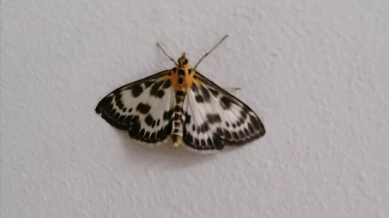 Magpie moth.