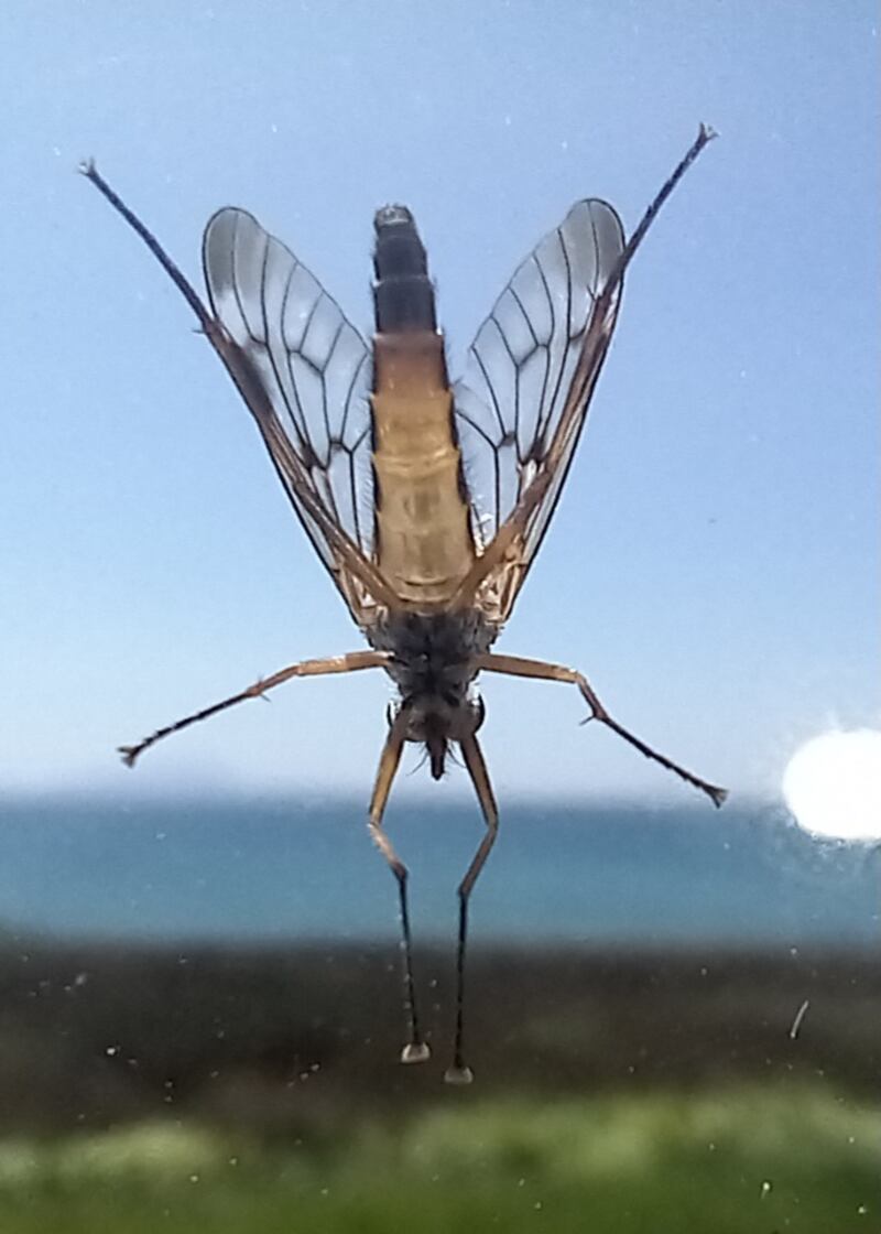 Snipe fly. Photograph supplied by Bobby Carty