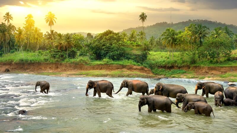 Lonely Planet named Sri Lanka as the number one country in the world to visit in 2019 due to better transport links, a rise in the number of hotels, and the wildlife experiences. Photograph: iStock