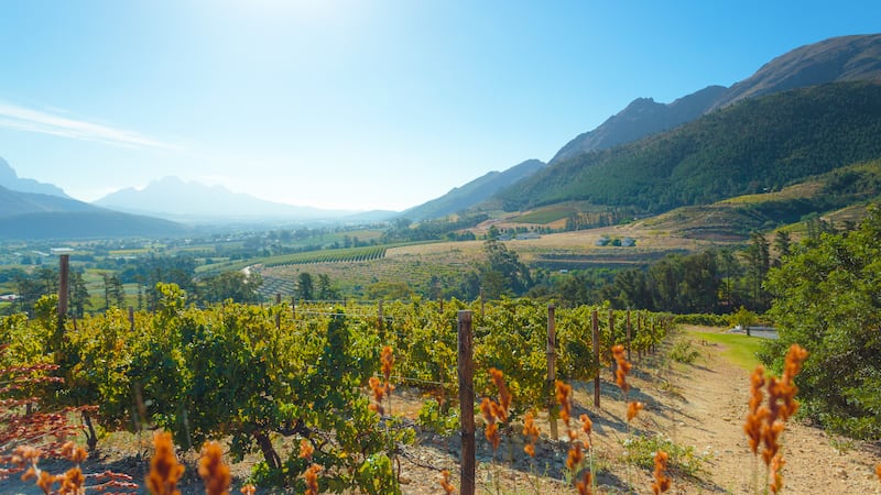 Vineyards near Franschhoek, South Africa. Photograph: iStock