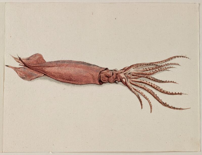 Frans Post: Neon Flying Squid. Courtesy Noord-Hollands Archief, Haarlem