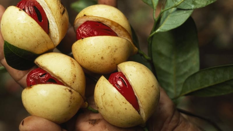 Take your pick: fresh nutmegs – covered in red mace – in Grenada. Photograph: Cotton Coulson/National Geographic/Getty