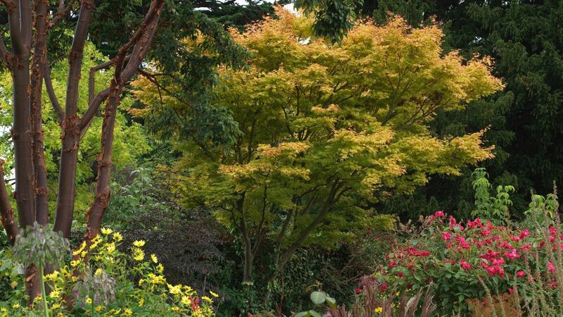 Mature trees and shrubs such as these shown growing in Helen Dillon’s old Dublin garden are an important part of the charm of established gardens. Photograph: Richard Johnston