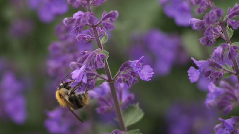 Catmint (Nepeta sp) is known for its aromatic foliage. Photograph: Richard Johnson