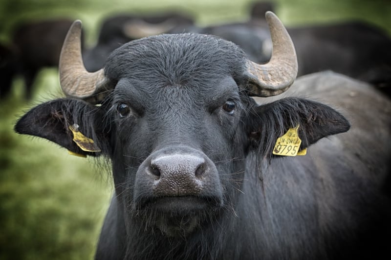 Buffalo at the Lynch Home Farm