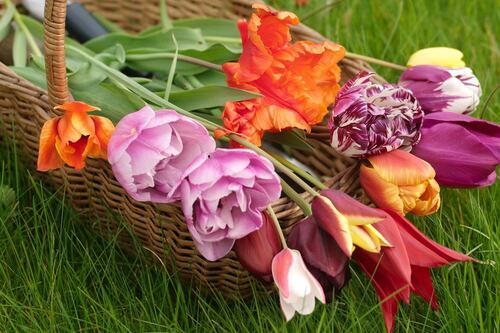 10 terrific tulips to buy now and plant later for spring