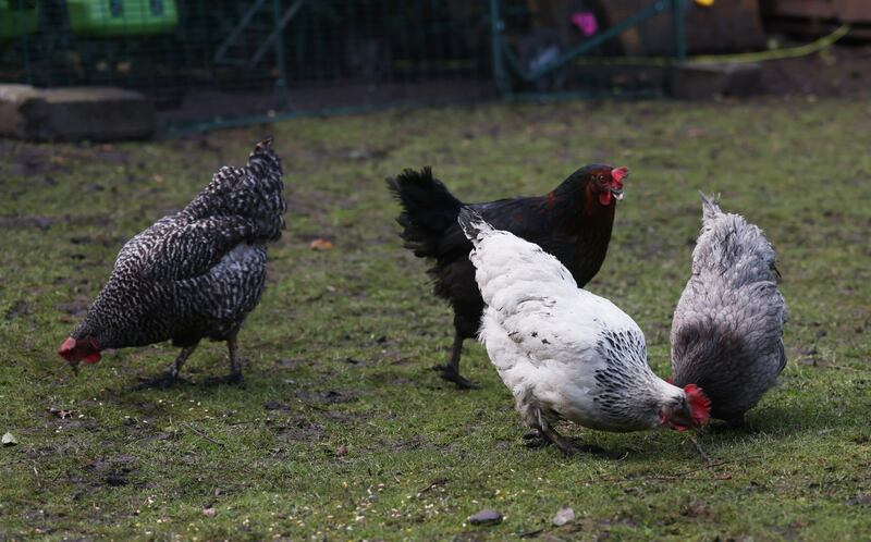 Not only do they produce delicious eggs but chickens can double as free gardeners. Photograph: Bryan O’Brien