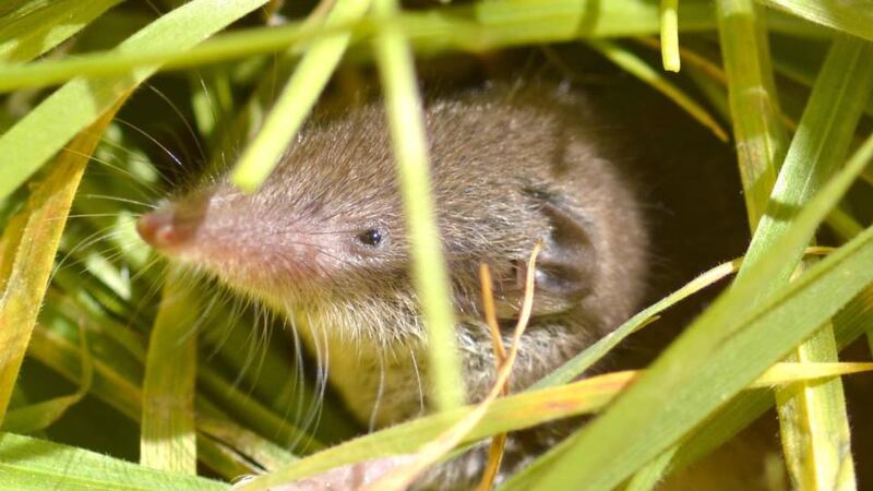 A pygmy-shrew: the false widow spider was observed hoisting one up, wrapping it in silk and feeding on it for three days.