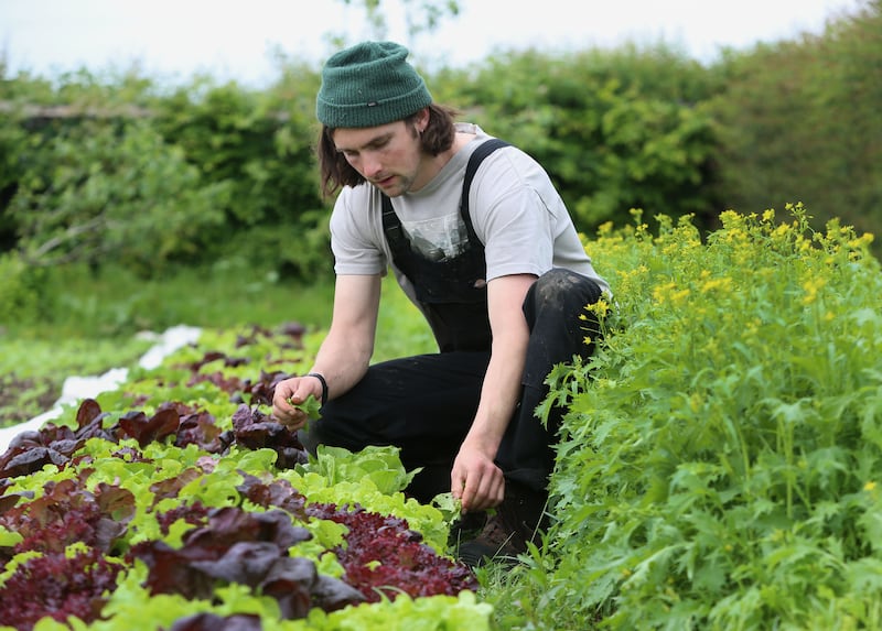 Josiah tending to a lettuce crop. Photograph: Joe O’Shaughnessy 