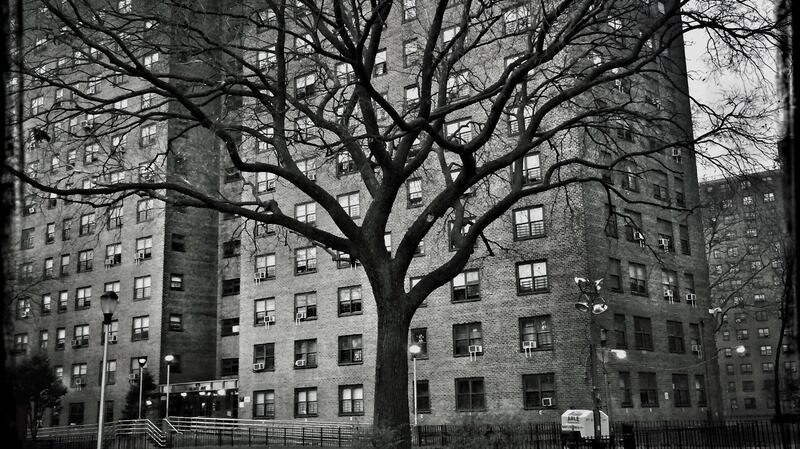 The Van Dyke Houses in Brownsville, Brooklyn. File photograph: Getty Images