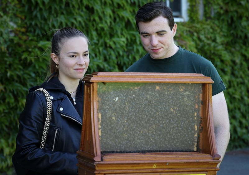 Laura and Ben try to find the Queen Bee in a display case of bees at the summer school. Photograph : Laura Hutton / The Irish Times