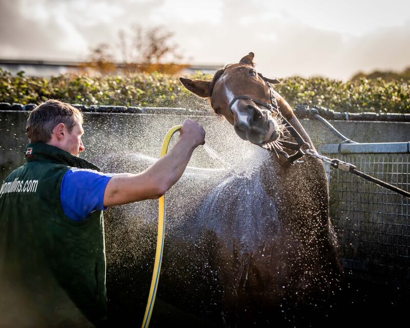 David Porter washes down Facile Vega at the launch of the Irish National Hunt season at Willie Mullins’s yard in Closutton, Co Carlow on Wednesday. Photograph: Morgan Treacy/Inpho