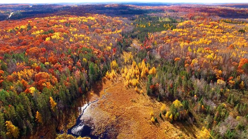 Michigan: an endless carpet of conifers and maples speckled in autumn red. Photograph: iStock