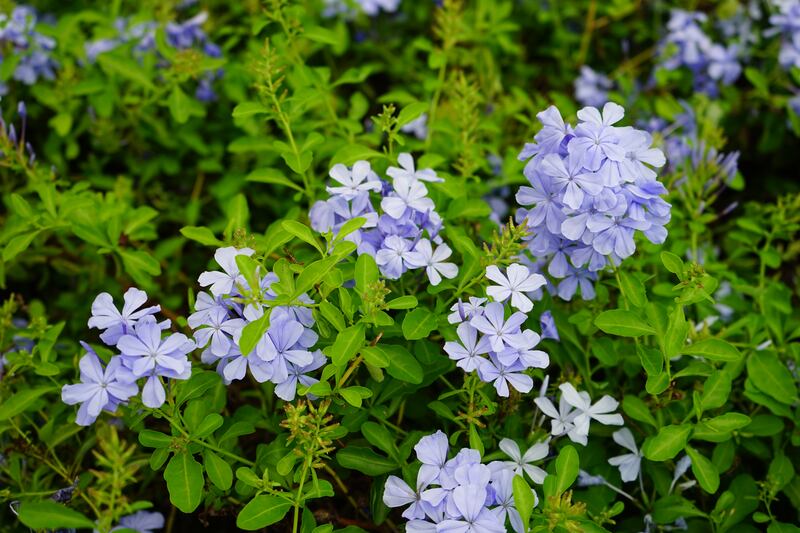 Plumbago is a very hardy, easy-to-grow plant