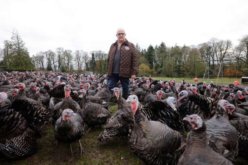 Turkey farmer Fintan Hogan with his batch of turkeys at Hogan Turkey Farms, Cortown, Kells, Co Meath. Photograph: Alan Betson