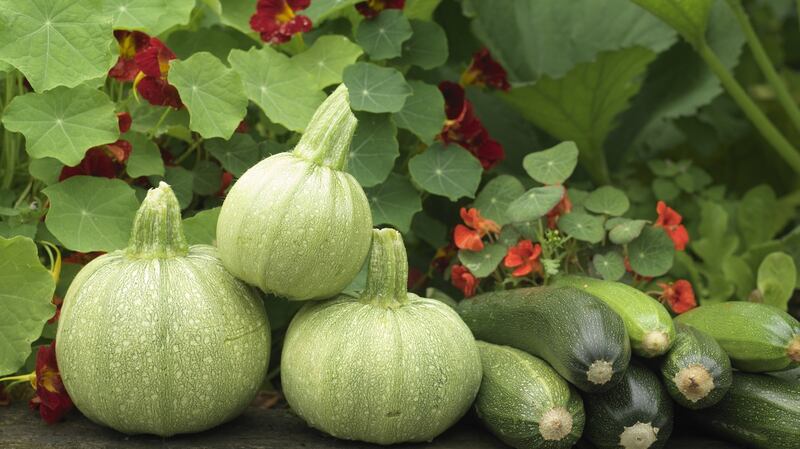 There’s still time to sow seed of plenty of different kinds of vegetables such as courgettes. Photograph: Richard Johnston