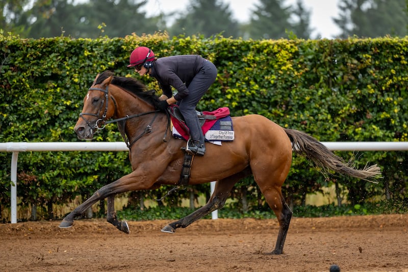 City of Troy: acclaimed by O’Brien as the best he’s ever had, his date of destiny in the Breeders' Classic has seemed fated all year. Photograph: Morgan Treacy/Inpho 