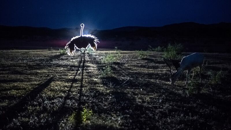 An ostrich and a grazing fallow deer are illuminated by the headlights of a vehicle at the Ox Ranch in Uvalde, Texas. Photograph: Daniel Berehulak/New York Times