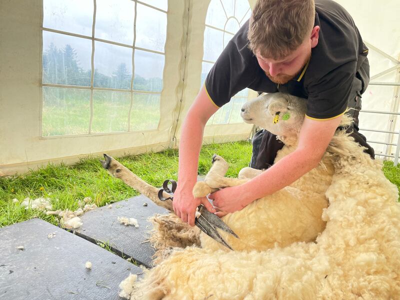 Shearing a Cladóir sheep at Connemara National Park